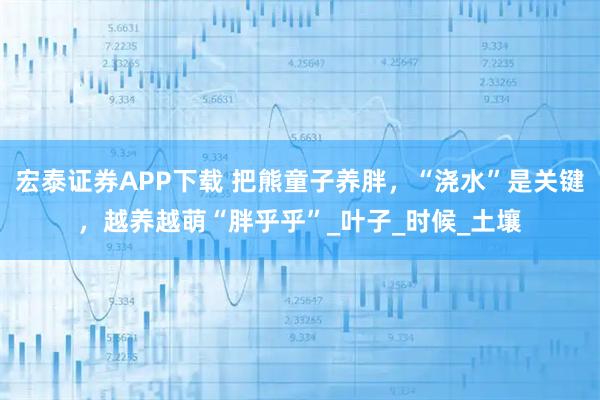 宏泰证券APP下载 把熊童子养胖，“浇水”是关键，越养越萌“胖乎乎”_叶子_时候_土壤