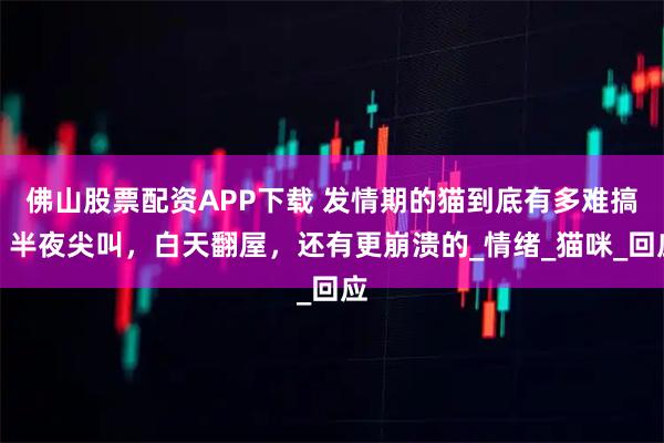 佛山股票配资APP下载 发情期的猫到底有多难搞？半夜尖叫，白天翻屋，还有更崩溃的_情绪_猫咪_回应